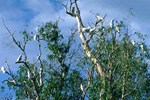 Der Kakadu-Nationalpark gehrt zu den Hhepunkten einer Australienreise.