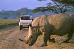 Attention Rhino Crossing