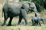 Elefantenmutter mit Kalb