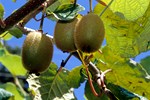 Die Kiwi-Frucht hiess ursprnglich Chinese Gooseberry