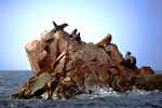 Seelöwen-Felsen bei den Islas Ballestras