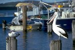 Pelikane im Fischerei-Hafen von Albany.