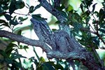 Im Kakadu Nationalpark kann man eine Vielzahl von Vögeln beobachten.