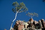 Gum Tree in den McDonnel Ranges westlich von Alice Springs.