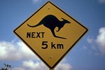 Auf den einsamen Strassen kommt es oft zu Unfällen mit Känguruhs.