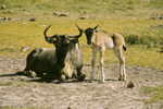 Neugebohrenes Gnu