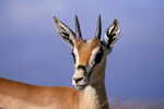 Thompsons Gazelle