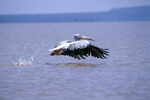 Pelikan im Flug