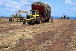 Auf Mauritius kann man alle Phasen des Zuckerrohr-Anbaus gleichzeitig sehen, weil mehrmals im Jahr geerntet wird