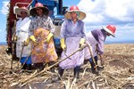 Arbeiterinnen auf einem Zuckerrohrfeld