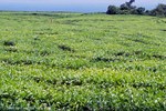 Teefelder der Teefabrik Bois Chery
