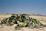 Namibia: Welwitschia