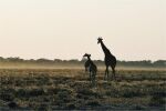 Namibia: Heimweg