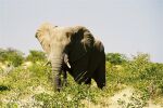 Namibia: Elefant - sehr nah