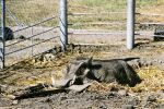 Namibia: Schwein & Spaten