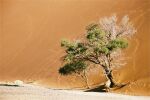 Namibia: In der Namib