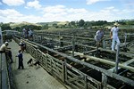 Einmal pro Woche findet in Kaikohe eine Vieh-Auktion statt