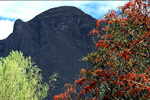 Roter Baum vor Berggipfel