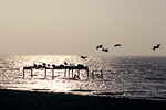 Pelikane im Gegenlicht bei Playa Chaco