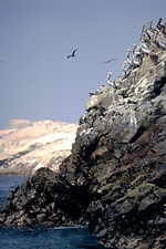Pelikane und Pinguine auf den Islas Ballestras