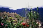 Tropische Pflanzen in Machu Picchu