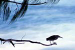 Praslin