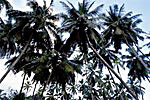 Kokospalmenplantage auf La Dique