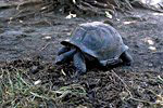 La Dique: Riesenschildkr&ouml;te