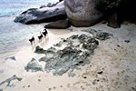 Praslin
