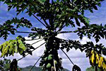 Praslin: Papayabaum (Carica papaya)