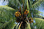 Praslin: Kokospalme