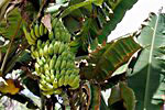Praslin: Bananenstaude