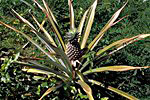 Praslin: Ananas