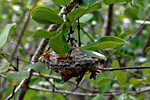 Praslin: Wespennest