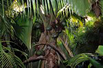 Praslin