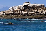 Mossel Bay: Robben-Insel
