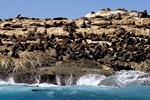 Mossel Bay: Robben-Insel