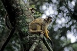 In Monkeyland leben verschiedene Affenarten in einem gro&szlig;en naturbelassenen eingez&auml;unten Reservat