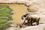 Addo-Elefanten-Nationalpark bei Port Elizabeth