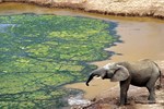 Addo-Elefanten-Nationalpark bei Port Elizabeth