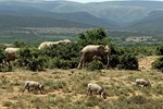 Addo-Elefanten-Nationalpark bei Port Elizabeth