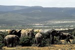 Addo-Elefanten-Nationalpark bei Port Elizabeth