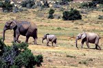 Addo-Elefanten-Nationalpark bei Port Elizabeth