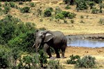 Addo-Elefanten-Nationalpark bei Port Elizabeth