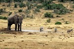 Addo-Elefanten-Nationalpark bei Port Elizabeth