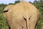 Addo-Elefanten-Nationalpark bei Port Elizabeth