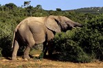 Addo-Elefanten-Nationalpark bei Port Elizabeth