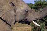 Addo-Elefanten-Nationalpark bei Port Elizabeth