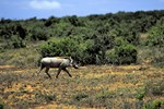Addo-Elefanten-Nationalpark bei Port Elizabeth