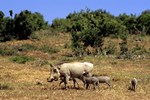 Addo-Elefanten-Nationalpark bei Port Elizabeth